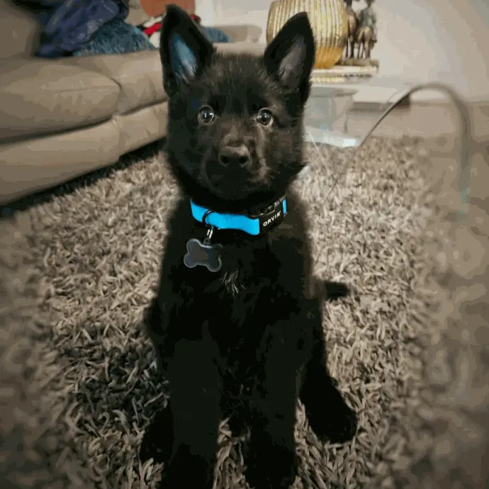 Cachorro con Pedigree