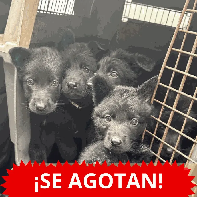 Separa tu cachorro