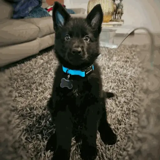 Cachorro con Pedigree
