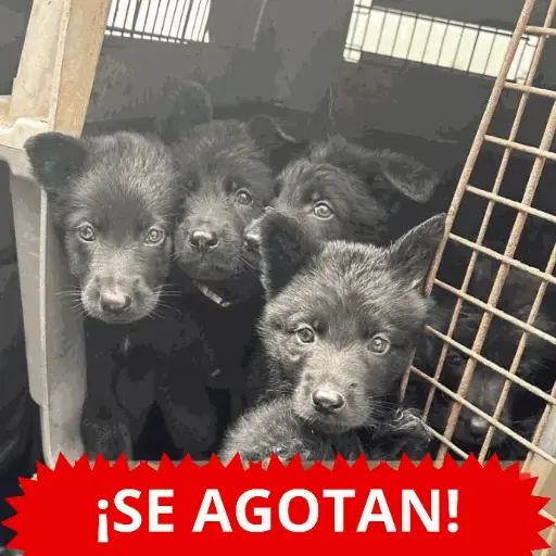 Separa tu cachorro